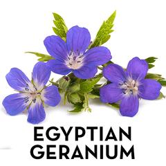 Geranium sylvaticum
