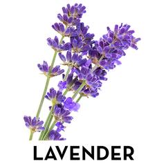 Lavender flowers isolated on white